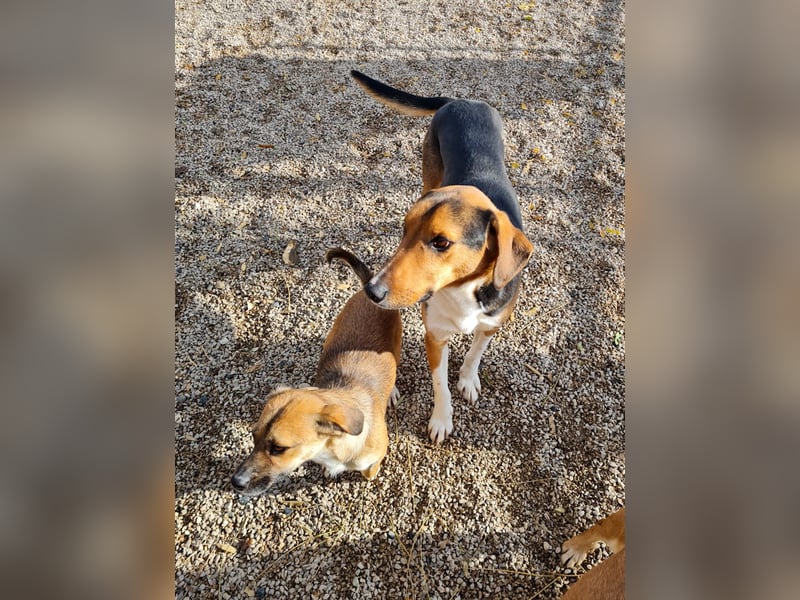 ZLAJA elegant, liebevoll, sozial, neugierig, schlau - rundum PERFEKT !