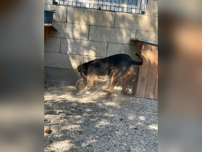 Traumbub ZLAJA sucht Familie zum Toben, Spielen und Spaßhaben :)