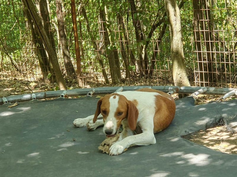 Hübsche PERDITA will endlich raus aus dem Tierheim! Hast du ein Plätzchen für sie?