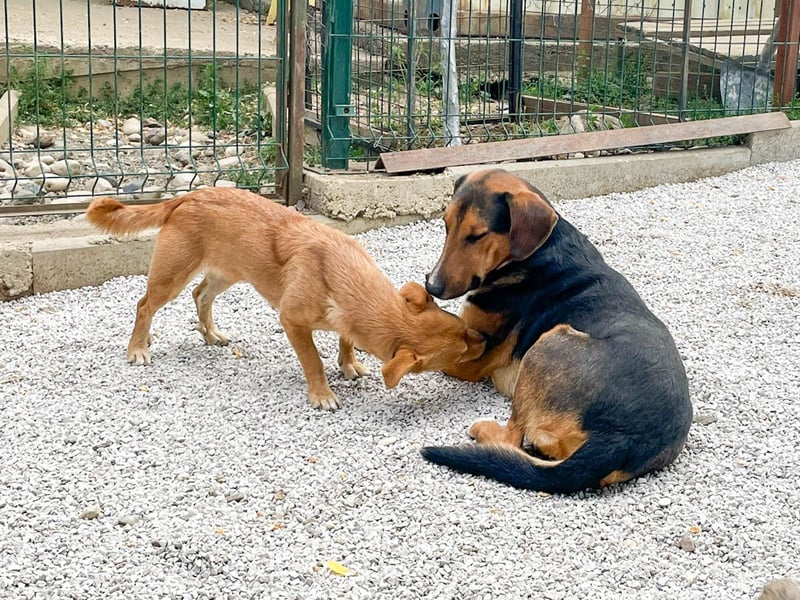 ZLAJA beliebte, verschmuste & soziale Fellnase