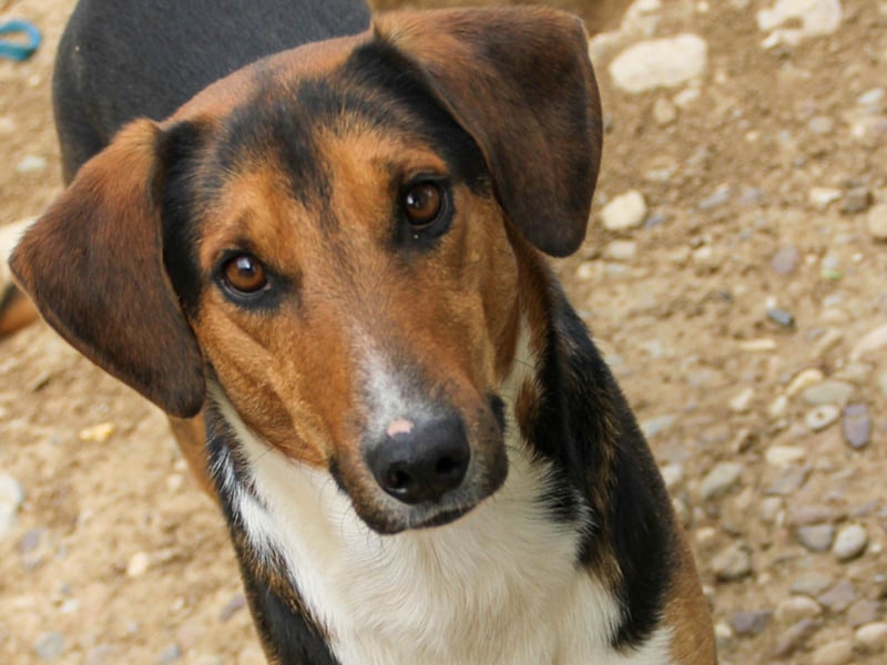 Frechdachs ZLAJA sucht Familie zum Toben, Spielen und Spaßhaben :)