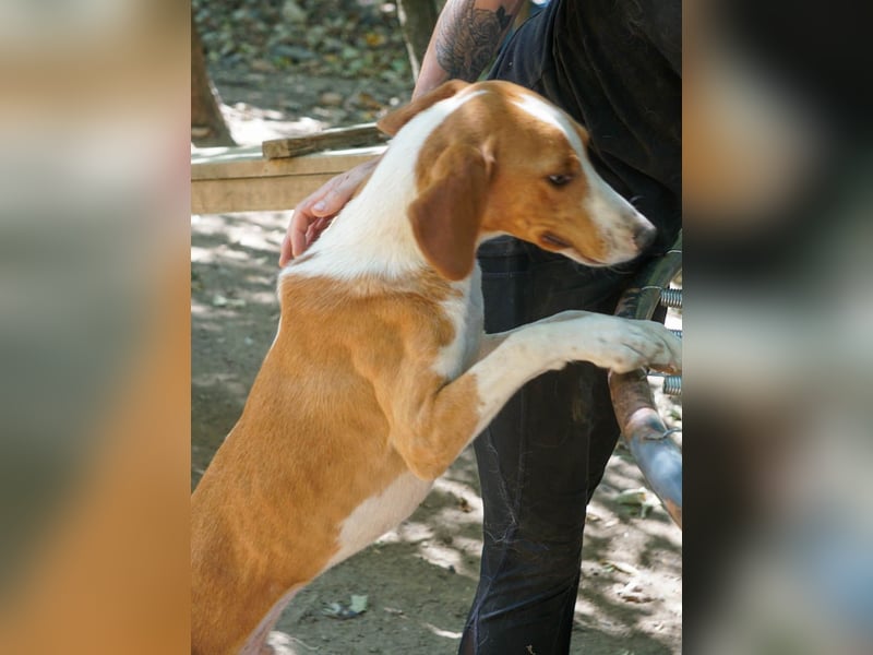 PONGO hat das Tierheimleben satt! Kann er vielleicht bei dir einziehen?