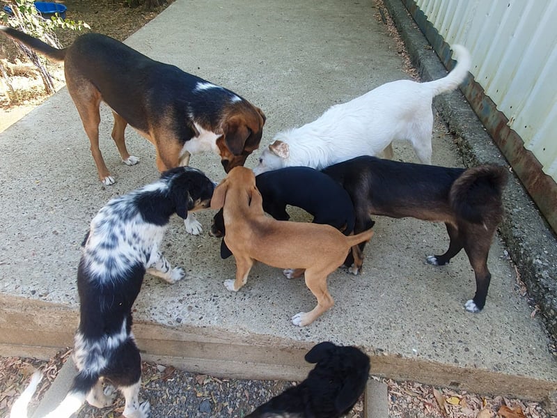Traumbub ZLAJA sucht Familie zum Toben, Spielen und Spaßhaben :)