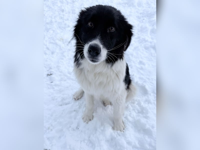 Zauberhafter LEDO - Herzenshund, Knutschkugel und Zuckerbub