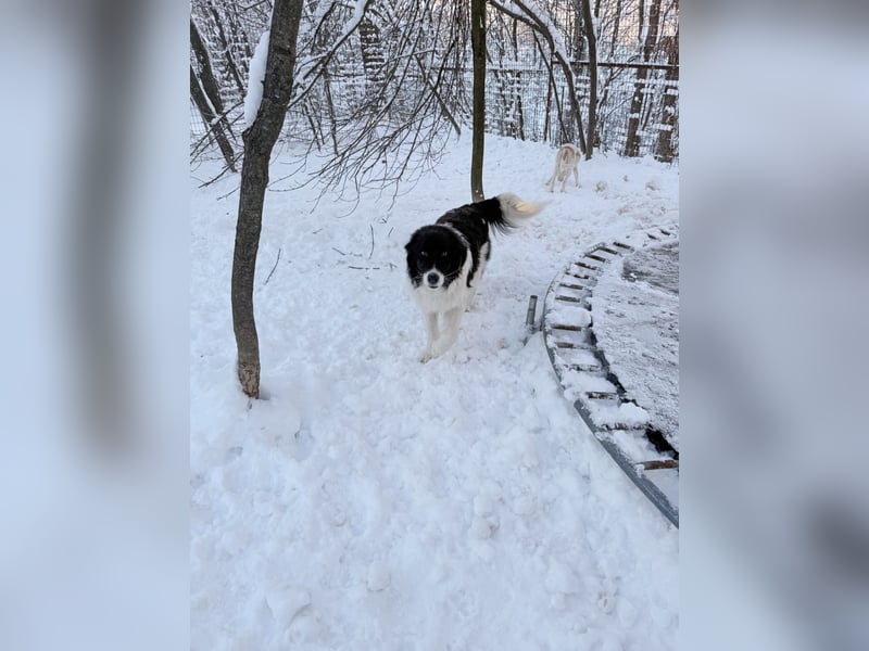 Traumhund LEDO - wer bringt seine Augen zum strahlen?