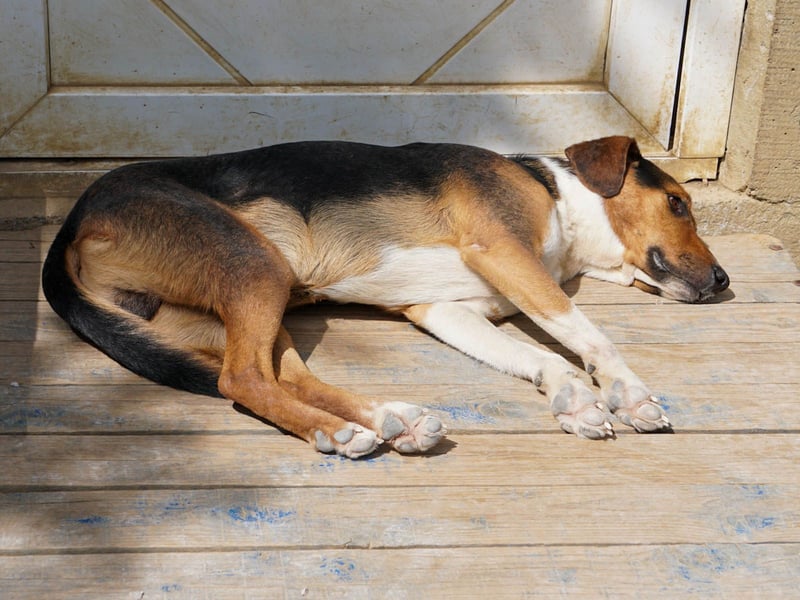 ZLAJA, verschmust, verspielt - zum VERLIEBEN ZLAJA, verschmust, verspielt - zum VERLIEBEN