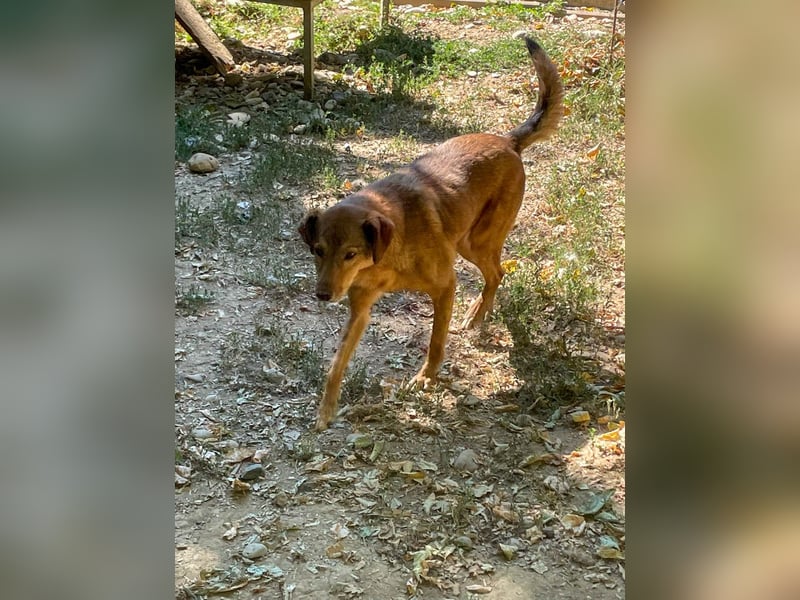 OSCAR sucht ein ruhiges Plätzchen für seinen Lebensabend - vielleicht bei dir?