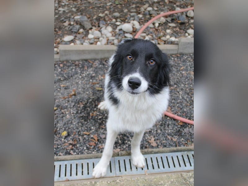 Charmanter LEDO ist auf der Suche nach einem liebevollen Zuhause