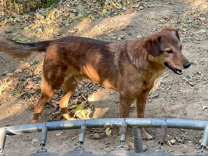 OSCAR sucht ein ruhiges Plätzchen für seinen Lebensabend - vielleicht bei dir?