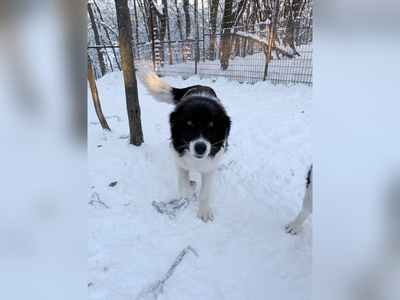 Traumhund LEDO - wer bringt seine Augen zum strahlen?