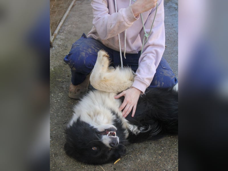 Freundlicher LEDO - Spielen und Kuscheln, er liebt beides sehr