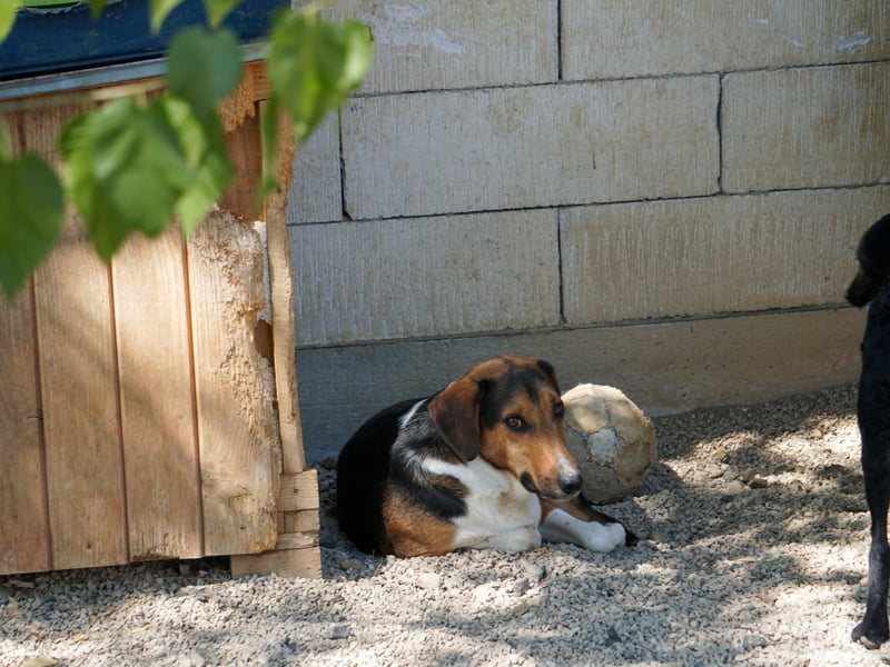 Traumbub ZLAJA sucht Familie zum Toben, Spielen und Spaßhaben :)