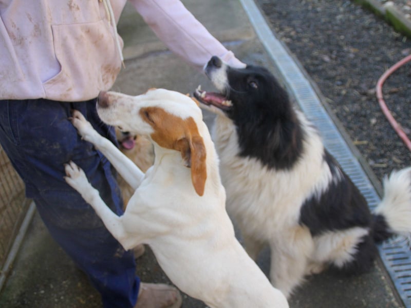 Zauberhafter LEDO - Herzenshund, Knutschkugel und Zuckerbub