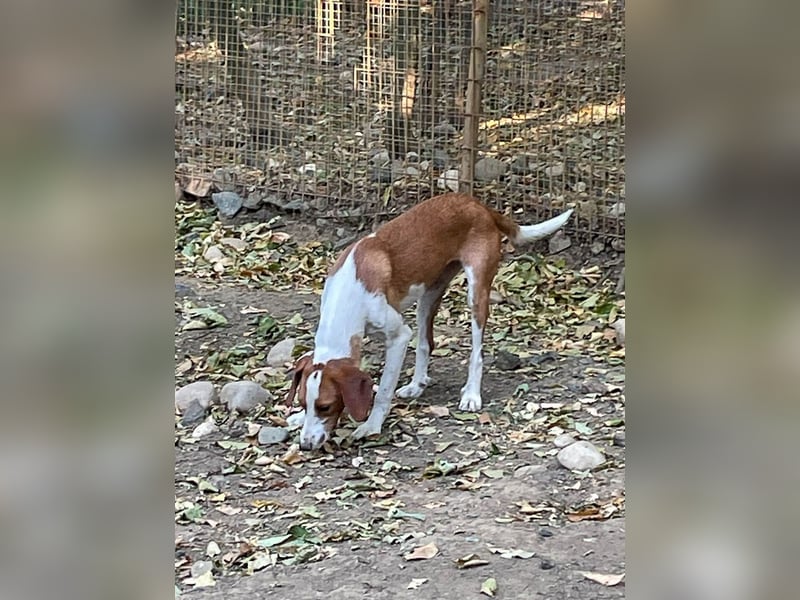 Hübsche PERDITA will endlich raus aus dem Tierheim! Hast du ein Plätzchen für sie?