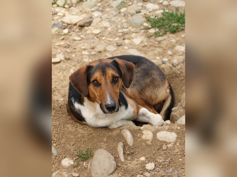 ZLAJA beliebte, verschmuste & soziale Fellnase