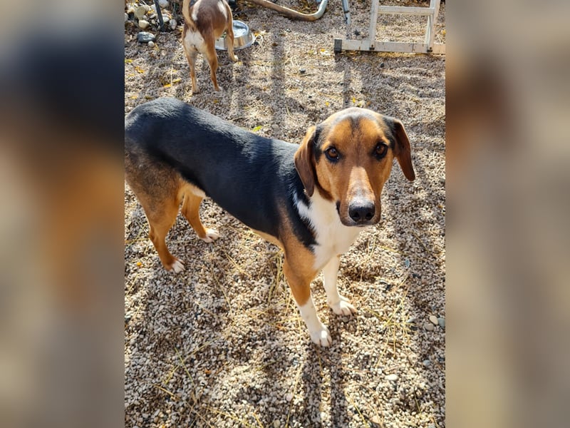 ZLAJA elegant, liebevoll, sozial, neugierig, schlau - rundum PERFEKT !