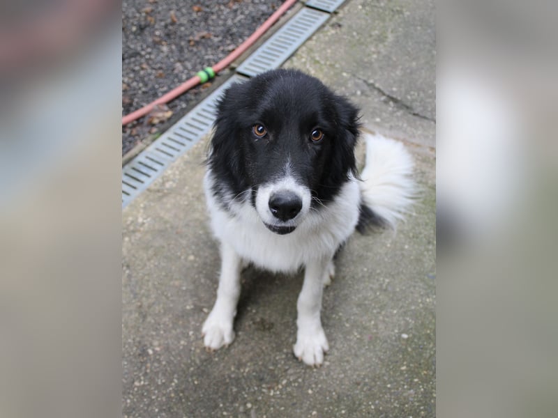 Charmanter LEDO ist auf der Suche nach einem liebevollen Zuhause