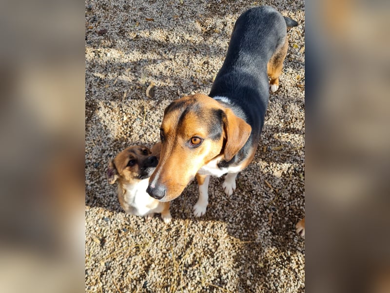 ZLAJA - Herz auf vier Pfoten !!!