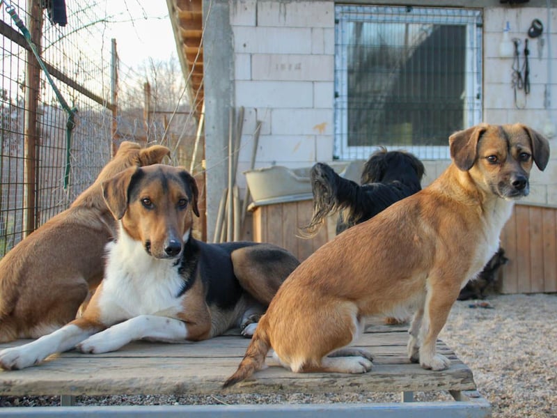 ZLAJA - Herz auf vier Pfoten !!!