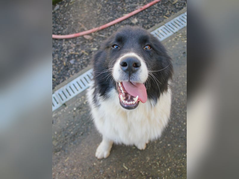 Zauberhafter LEDO - Herzenshund, Knutschkugel und Zuckerbub