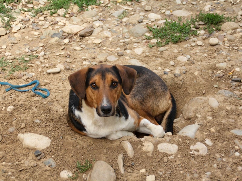 Frechdachs ZLAJA sucht Familie zum Toben, Spielen und Spaßhaben :)