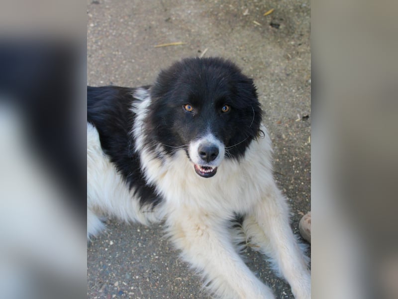 Verschmuster LEDO sucht Familie mit großer Couch zum Kuscheln