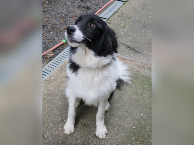 Traumhund LEDO - wer bringt seine Augen zum strahlen?