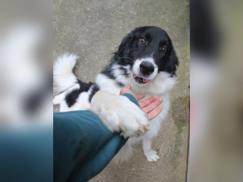 Charmanter LEDO ist auf der Suche nach einem liebevollen Zuhause