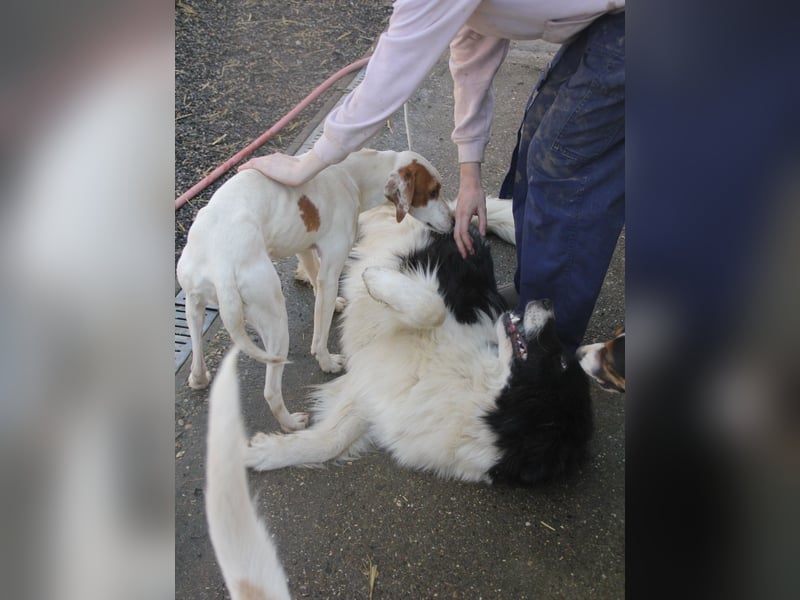 Freundlicher LEDO - Spielen und Kuscheln, er liebt beides sehr
