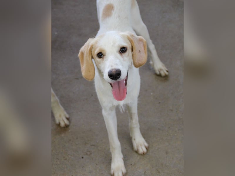 Zuckermaus LIMA will dir das Leben versüßen