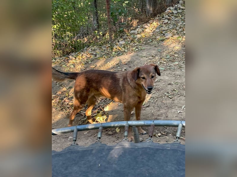 OSCAR sucht ein ruhiges Plätzchen für seinen Lebensabend - vielleicht bei dir?