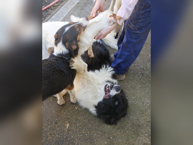 Zauberhafter LEDO - Herzenshund, Knutschkugel und Zuckerbub