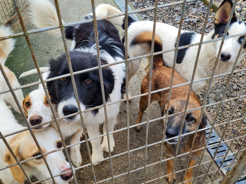 Zauberhafter LEDO - Herzenshund, Knutschkugel und Zuckerbub