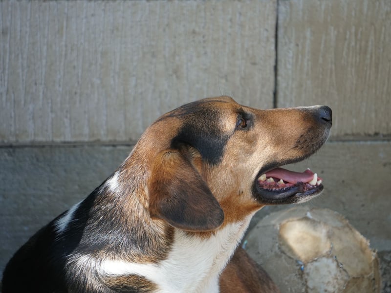 Traumbub ZLAJA sucht Familie zum Toben, Spielen und Spaßhaben :)