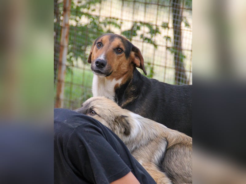 ZLAJA, verschmust, verspielt - zum VERLIEBEN ZLAJA, verschmust, verspielt - zum VERLIEBEN