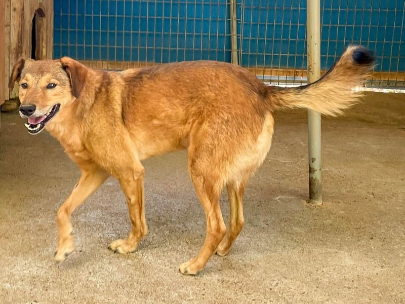 OSCAR sucht ein ruhiges Plätzchen für seinen Lebensabend - vielleicht bei dir?