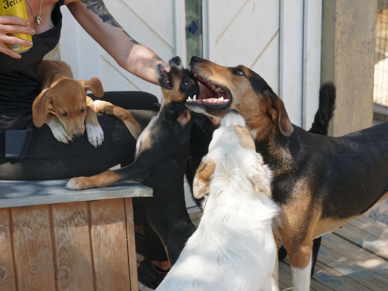 Traumbub ZLAJA sucht Familie zum Toben, Spielen und Spaßhaben :)