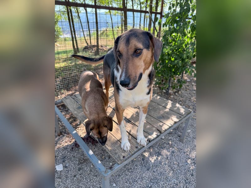 Traumbub ZLAJA sucht Familie zum Toben, Spielen und Spaßhaben :)
