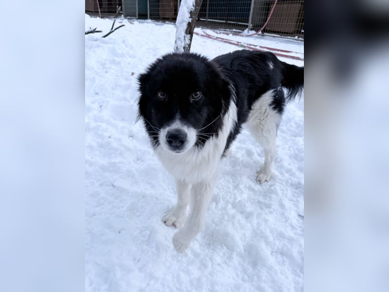 Zauberhafter LEDO - Herzenshund, Knutschkugel und Zuckerbub