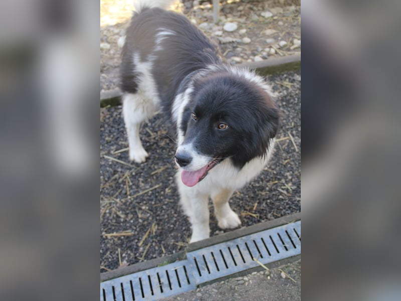 Zauberhafter LEDO - Herzenshund, Knutschkugel und Zuckerbub