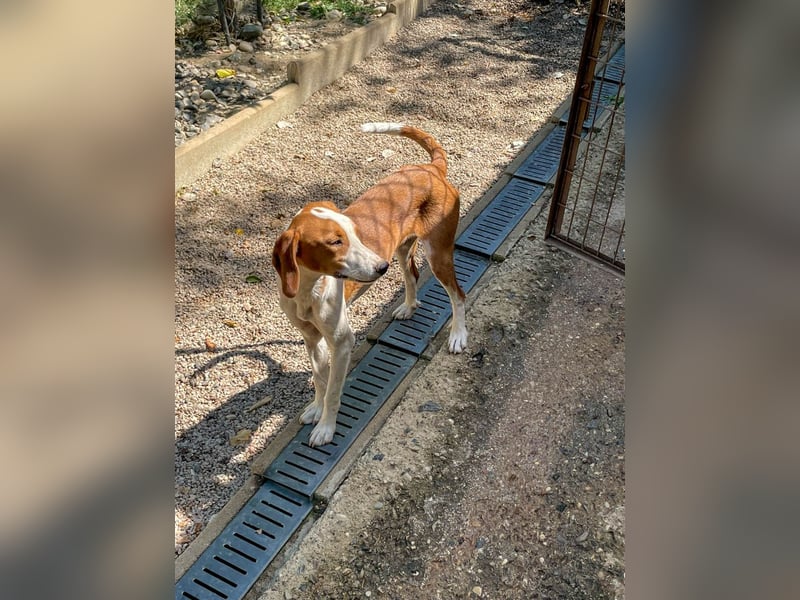 Hübsche PERDITA will endlich raus aus dem Tierheim! Hast du ein Plätzchen für sie?