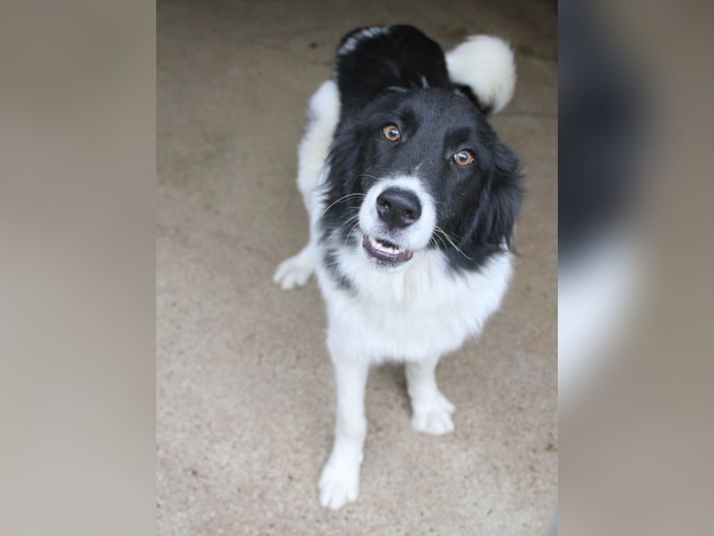 Charmanter LEDO ist auf der Suche nach einem liebevollen Zuhause