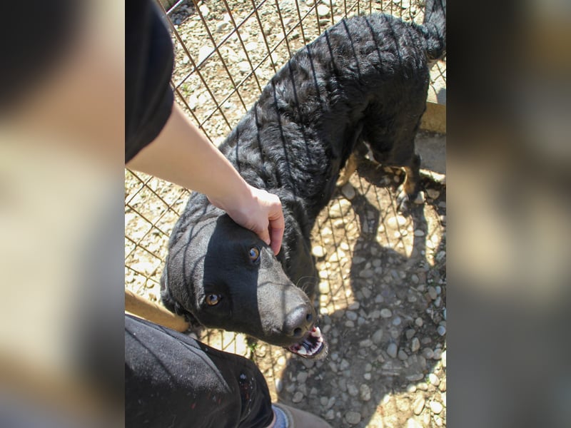 Fröhliche NAMI will nicht lange im Tierheim bleiben. Hast du ein Plätzchen für sie?