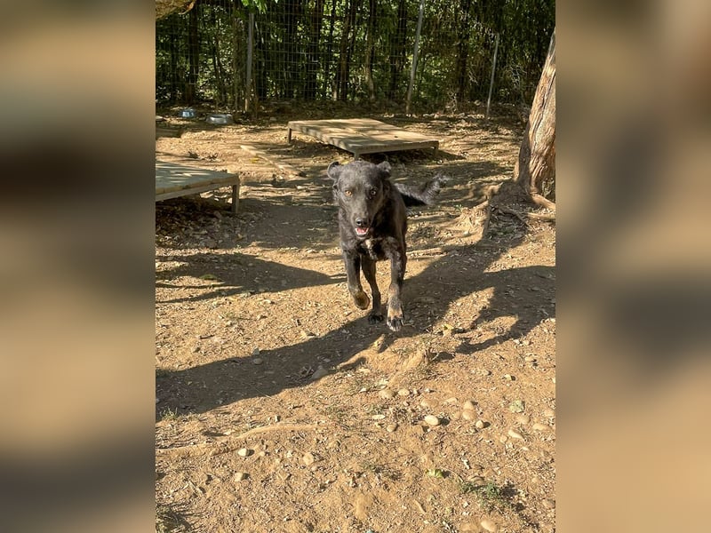 Fröhliche NAMI will nicht lange im Tierheim bleiben. Hast du ein Plätzchen für sie?
