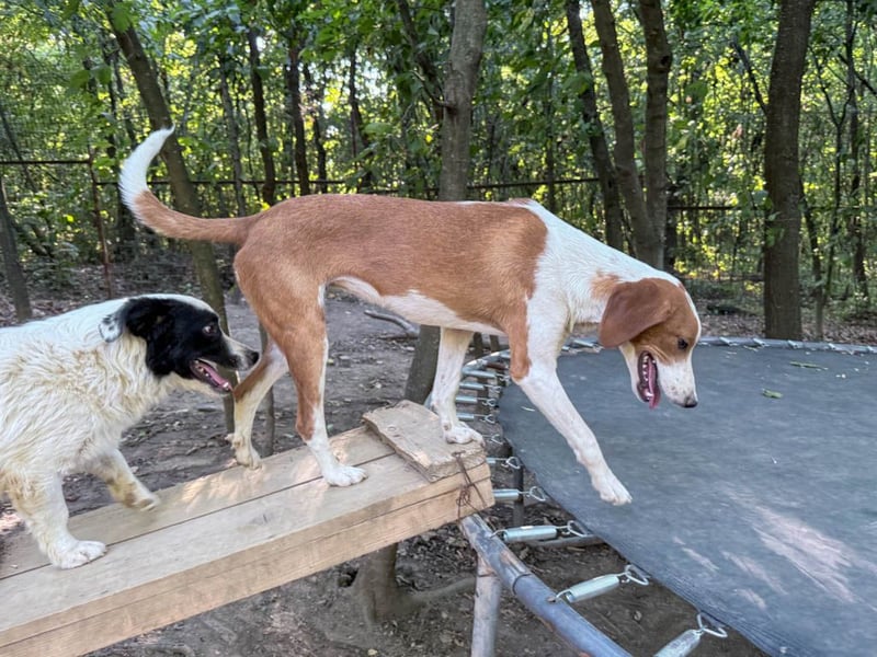 Hübsche PERDITA will endlich raus aus dem Tierheim! Hast du ein Plätzchen für sie?