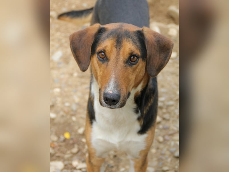 Frechdachs ZLAJA sucht Familie zum Toben, Spielen und Spaßhaben :)