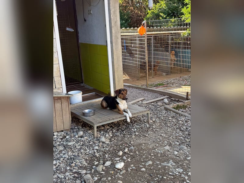 ZLAJA, verschmust, verspielt - zum VERLIEBEN ZLAJA, verschmust, verspielt - zum VERLIEBEN