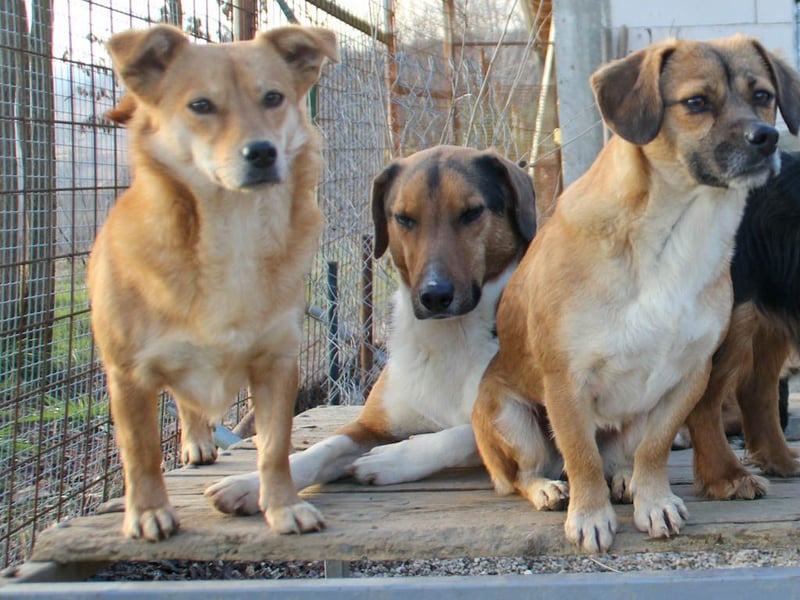 ZLAJA elegant, liebevoll, sozial, neugierig, schlau - rundum PERFEKT !