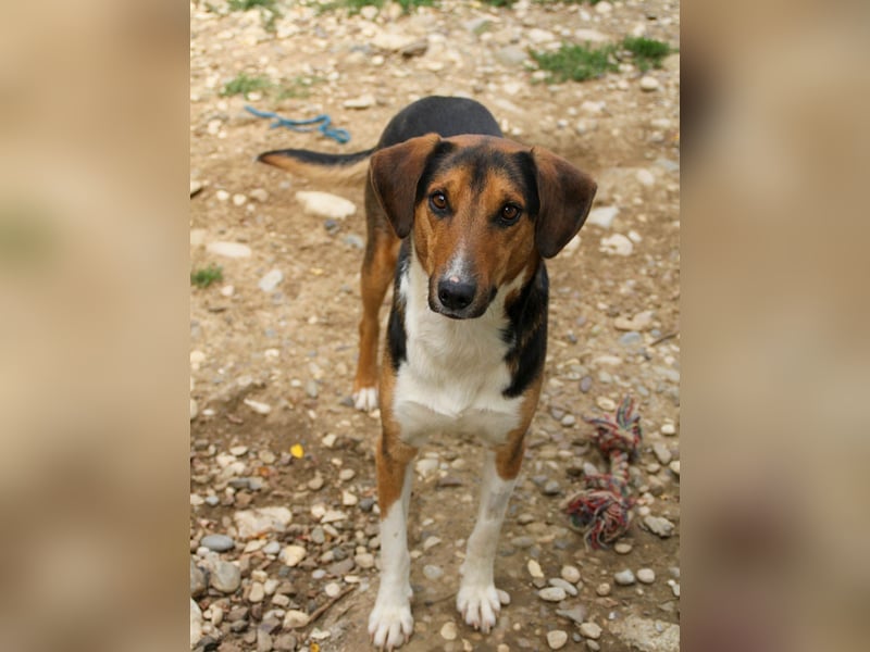 ZLAJA beliebte, verschmuste & soziale Fellnase