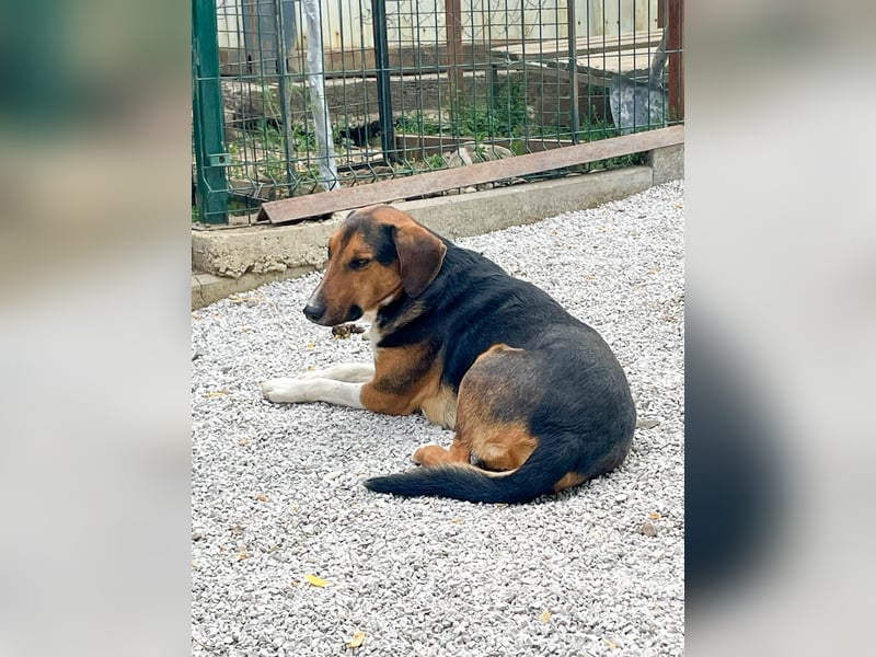 Frechdachs ZLAJA sucht Familie zum Toben, Spielen und Spaßhaben :)